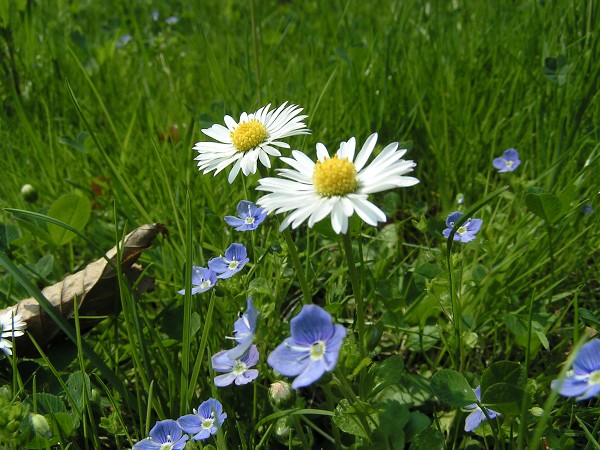 POCHOD BABIČKA 2006